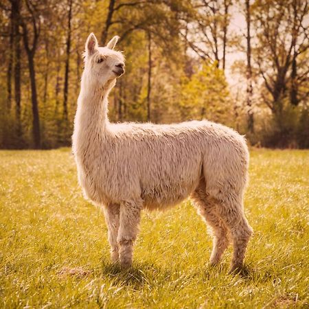 Вілла De Betze - Country Life Geetbets Екстер'єр фото
