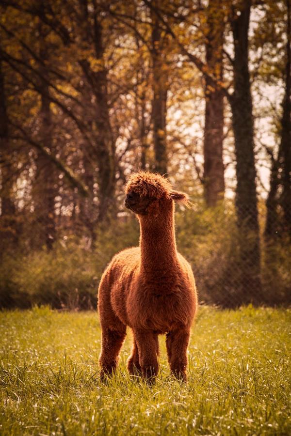Вілла De Betze - Country Life Geetbets Екстер'єр фото